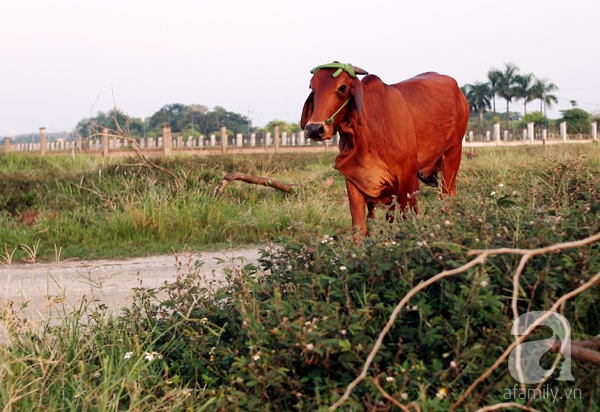 khu sinh thái cẩm đình